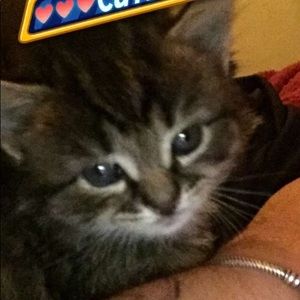 Meet your Posher, Iris